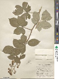 Rubus ulmifolius image