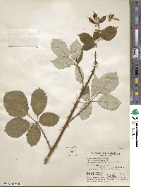 Rubus ulmifolius image