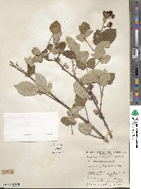 Rubus ulmifolius image