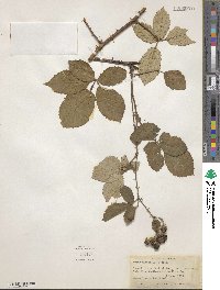 Rubus ulmifolius image