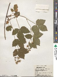 Rubus wheeleri image