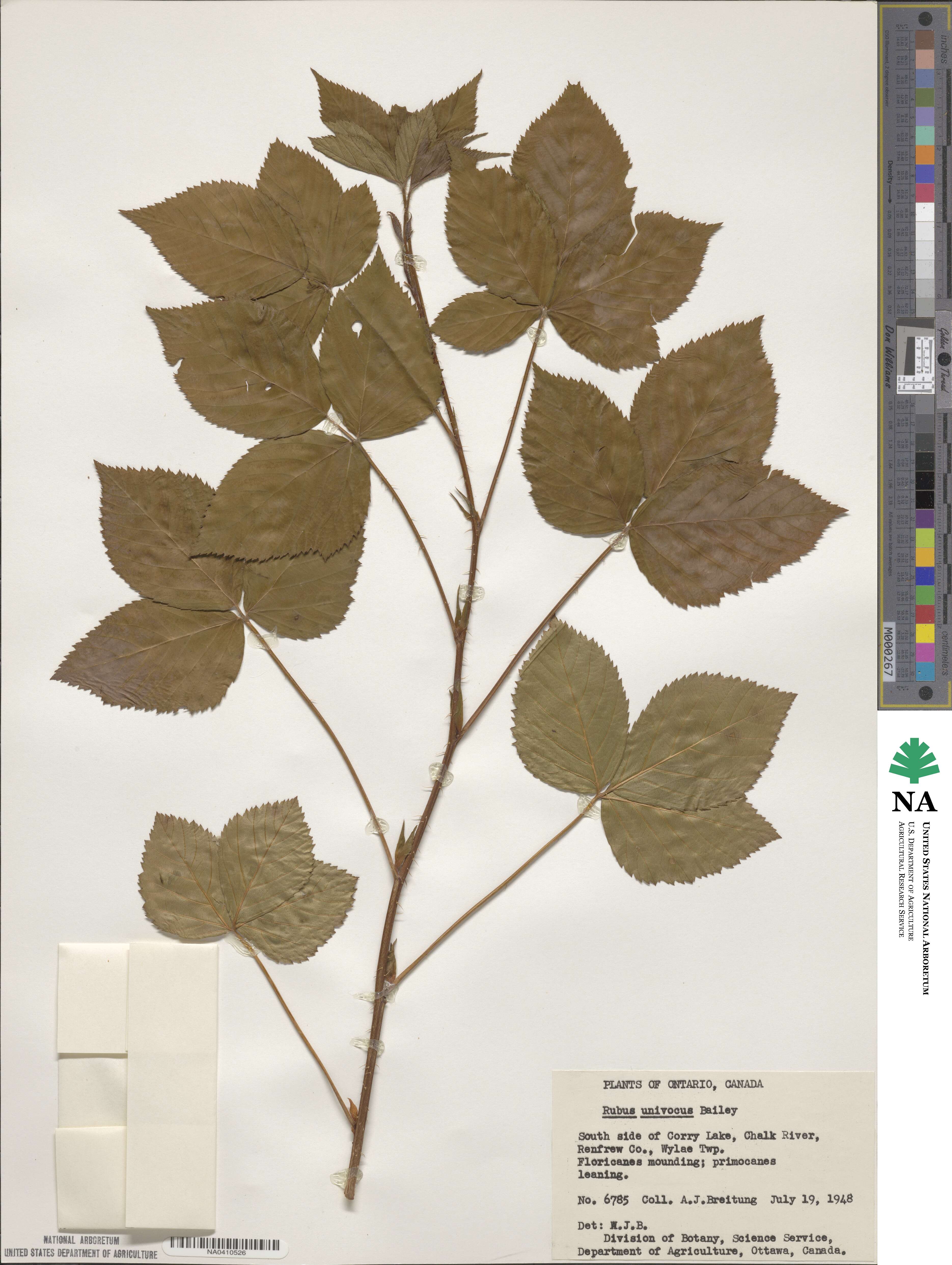 Rubus wheeleri image