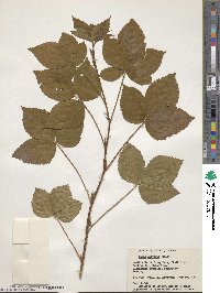 Rubus wheeleri image