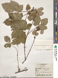 Rubus wheeleri image