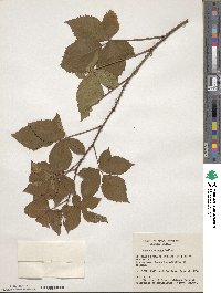 Rubus wheeleri image