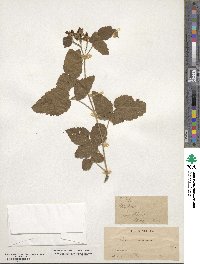 Rubus ursinus image