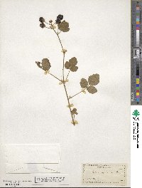 Rubus ursinus image