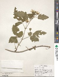 Rubus ursinus image