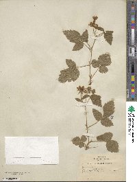 Rubus ursinus image