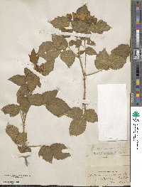 Rubus ursinus image