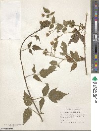 Rubus ursinus image