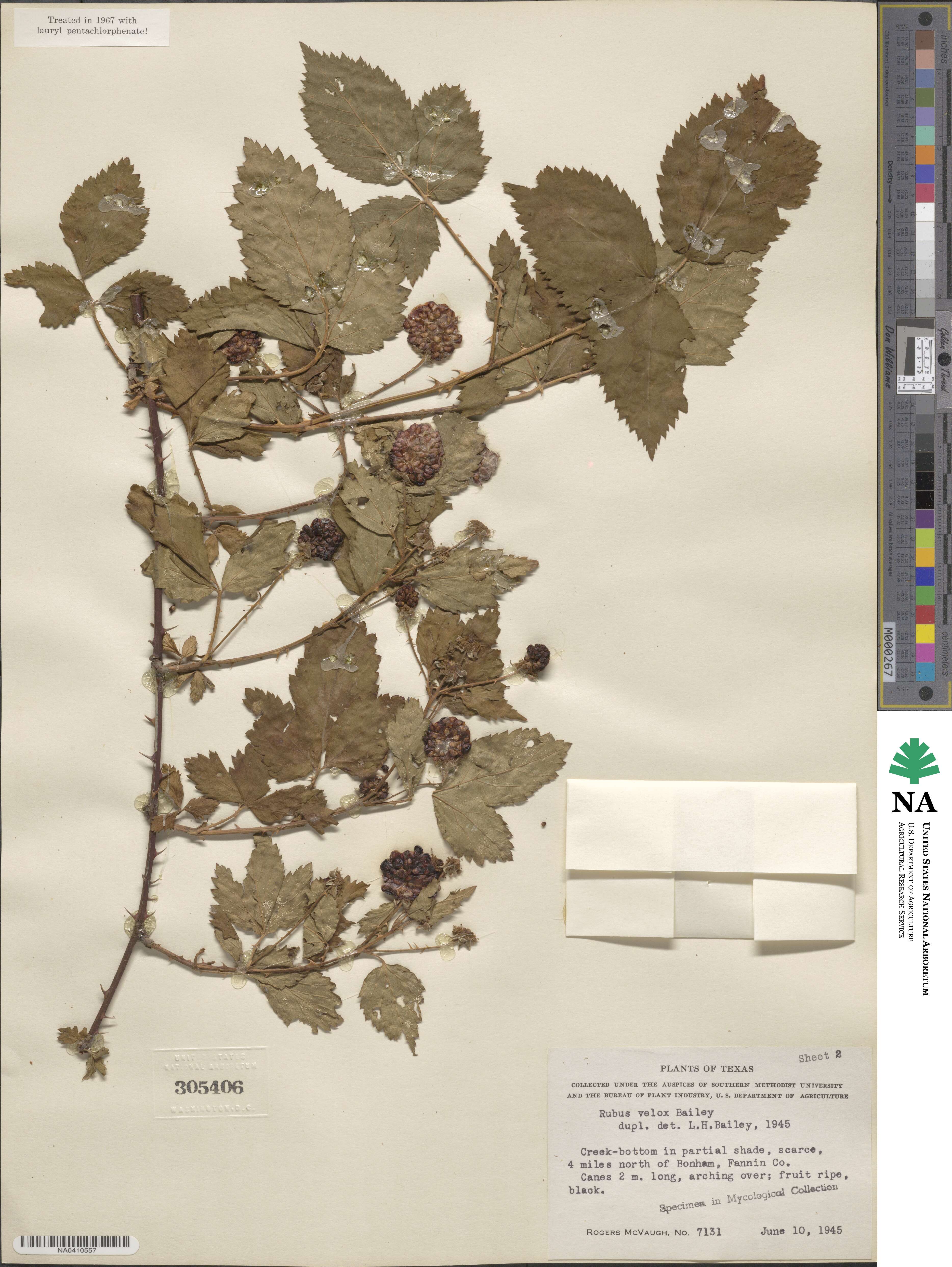 Rubus velox image