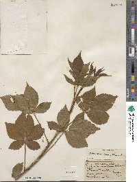 Rubus vermontanus image