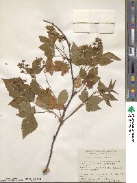 Rubus vermontanus image