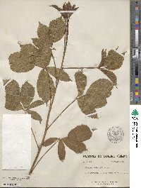 Rubus vermontanus image