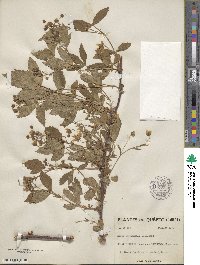 Rubus vermontanus image