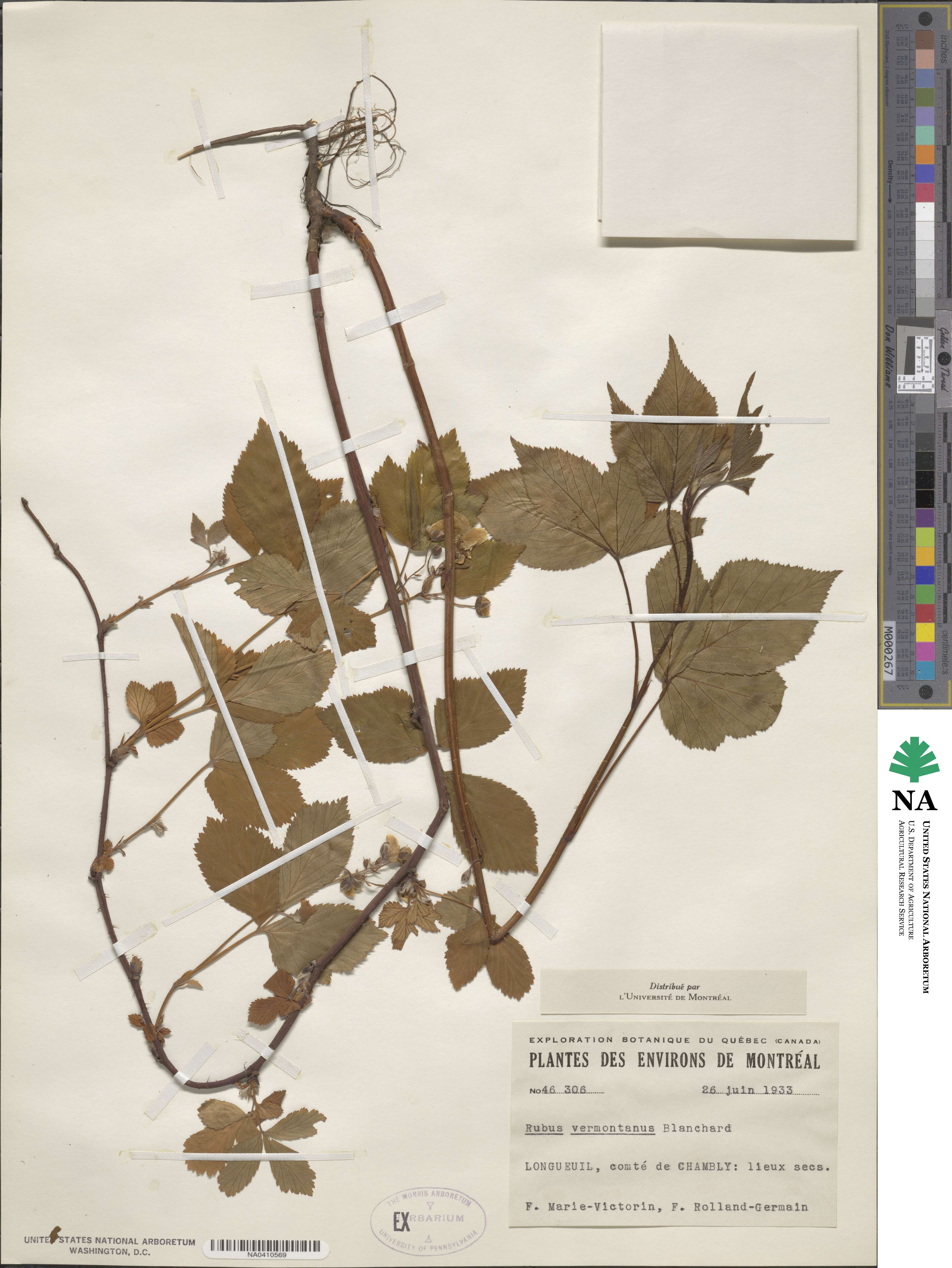 Rubus vermontanus image