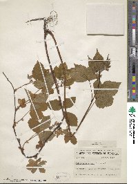 Rubus vermontanus image
