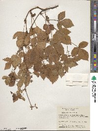 Rubus heterophyllus image