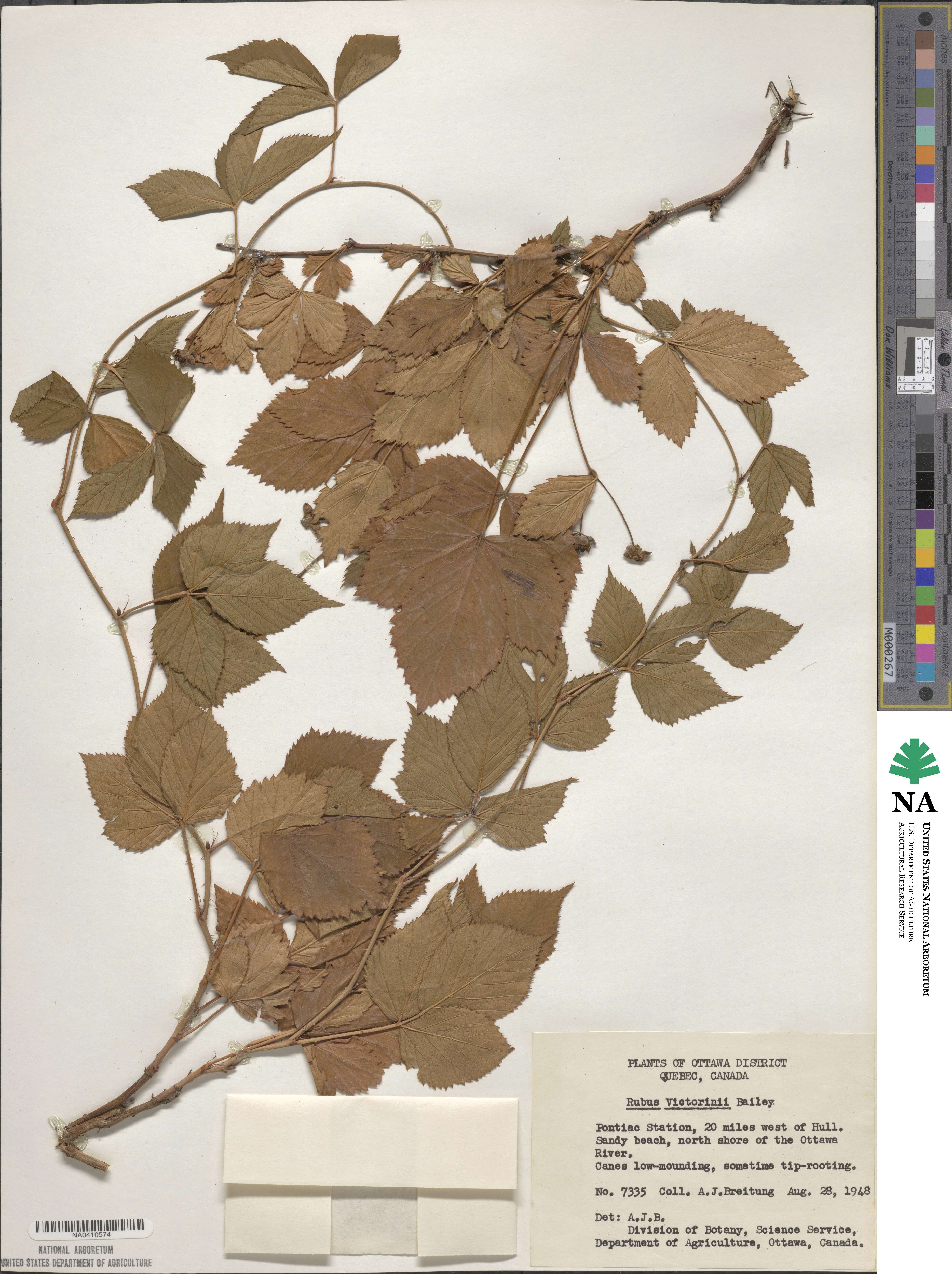 Rubus heterophyllus image