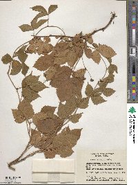 Rubus heterophyllus image