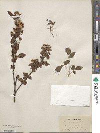 Rubus villosus image