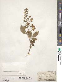Rubus villosus image