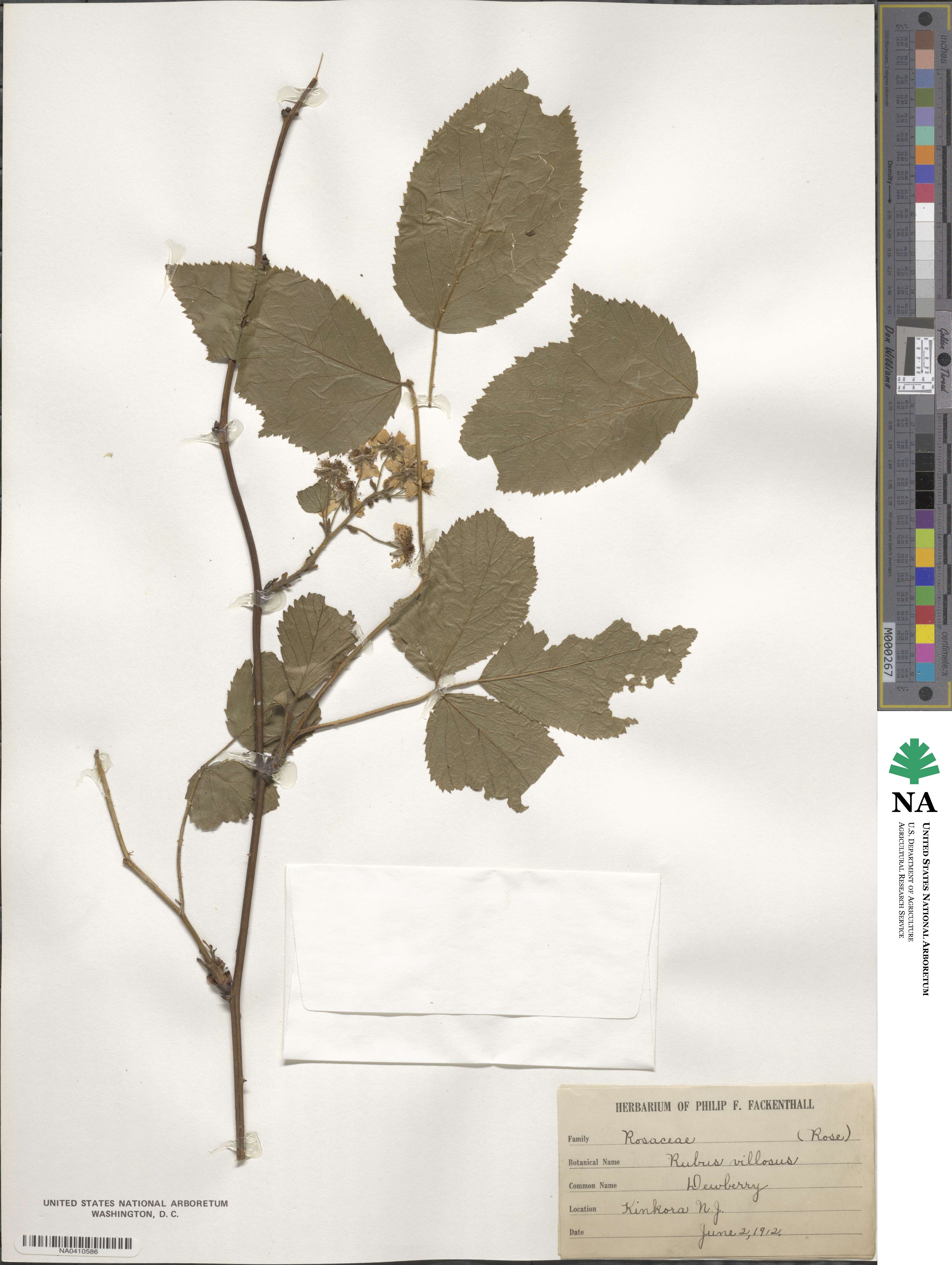 Rubus villosus image