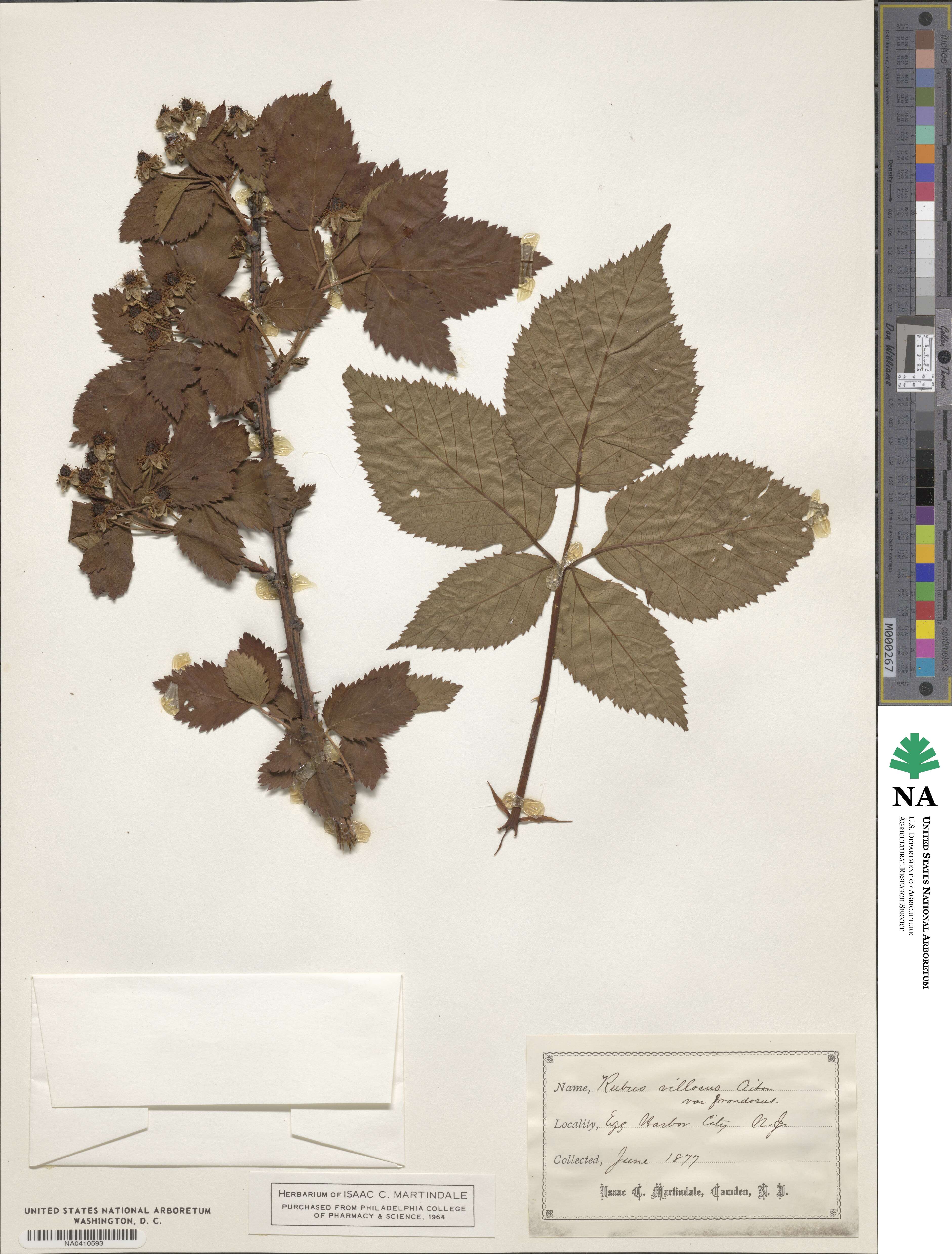 Rubus villosus var. frondosus image