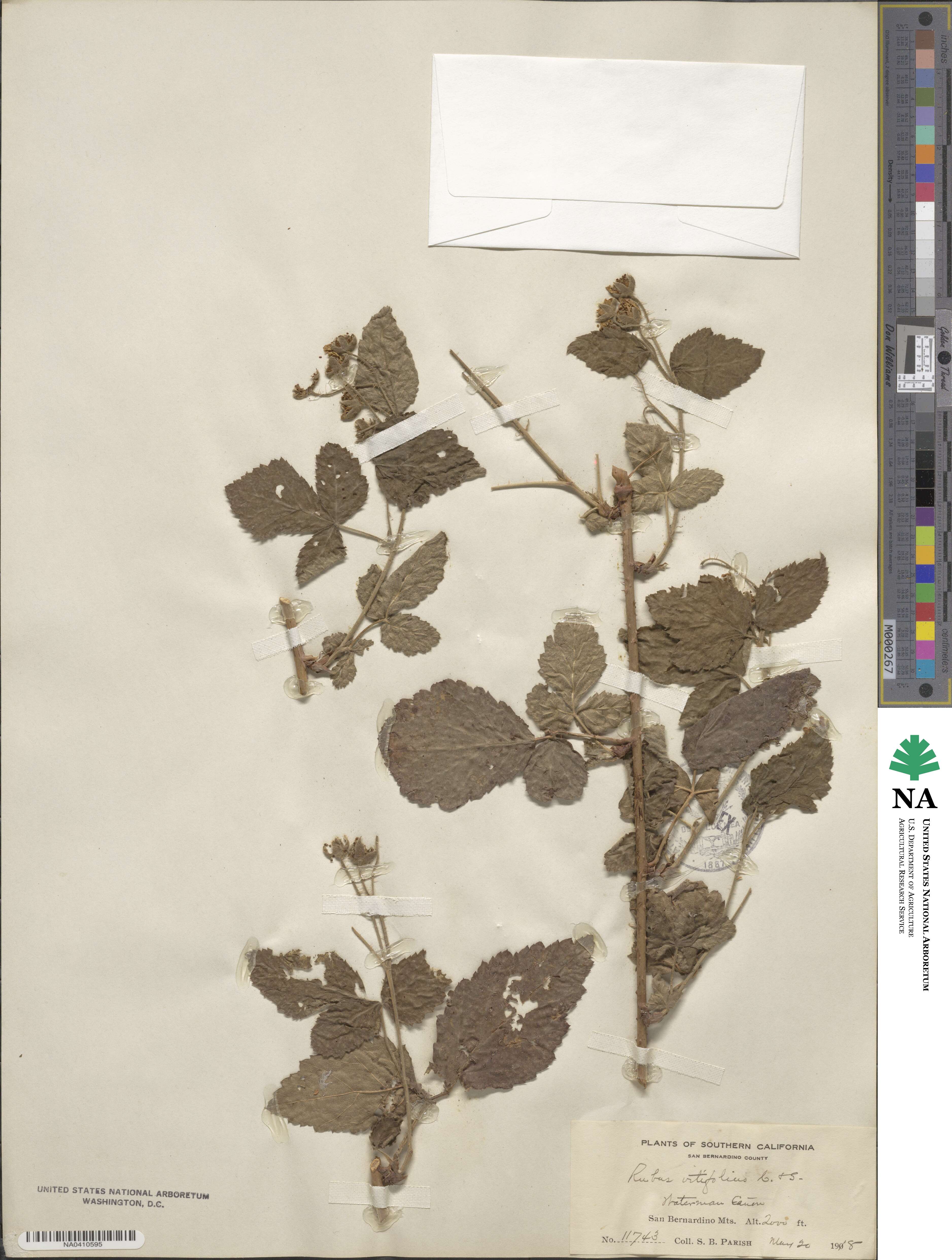 Rubus vitifolius image