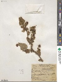 Rubus vitifolius image