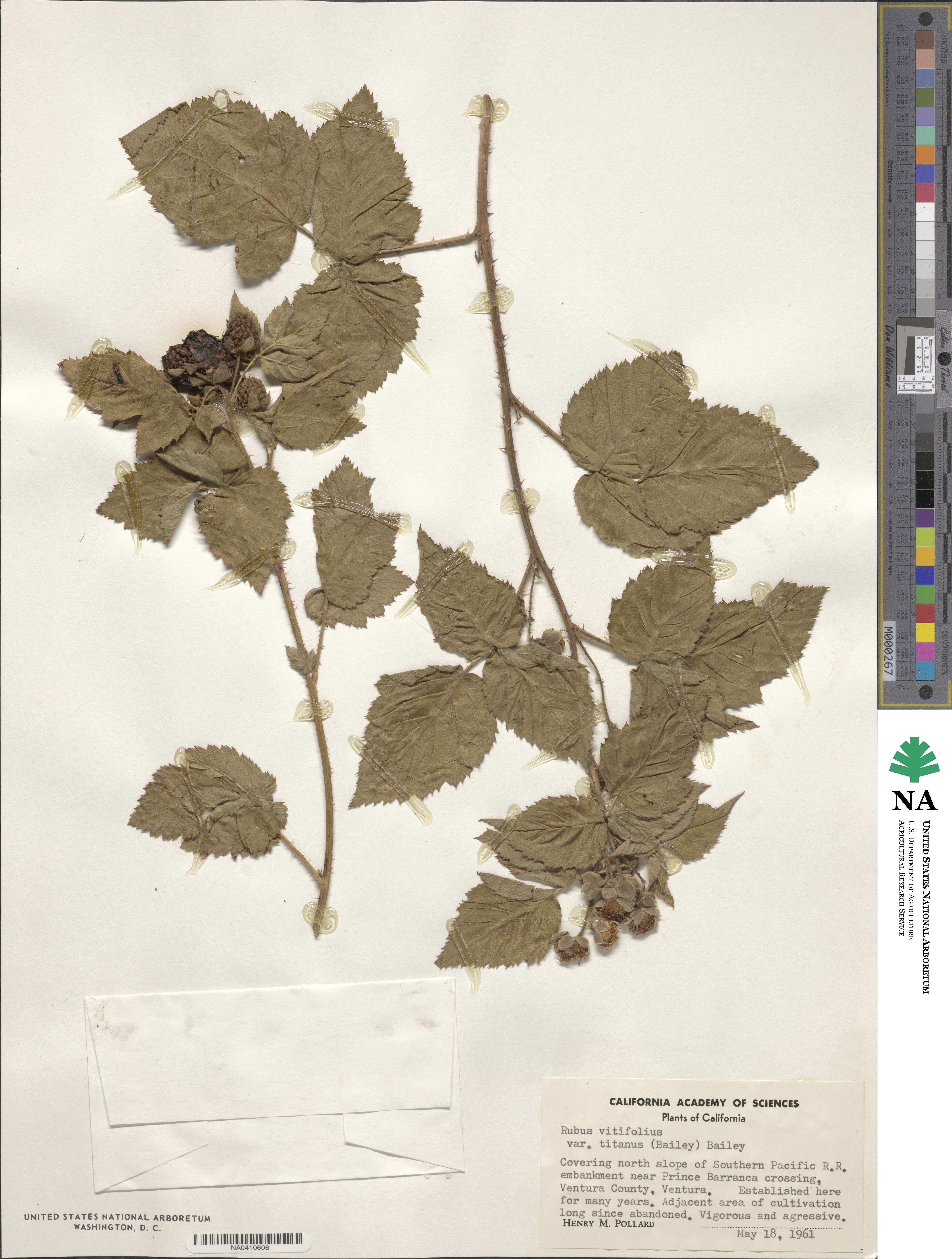 Rubus vitifolius var. titanus image