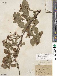 Rubus allegheniensis image