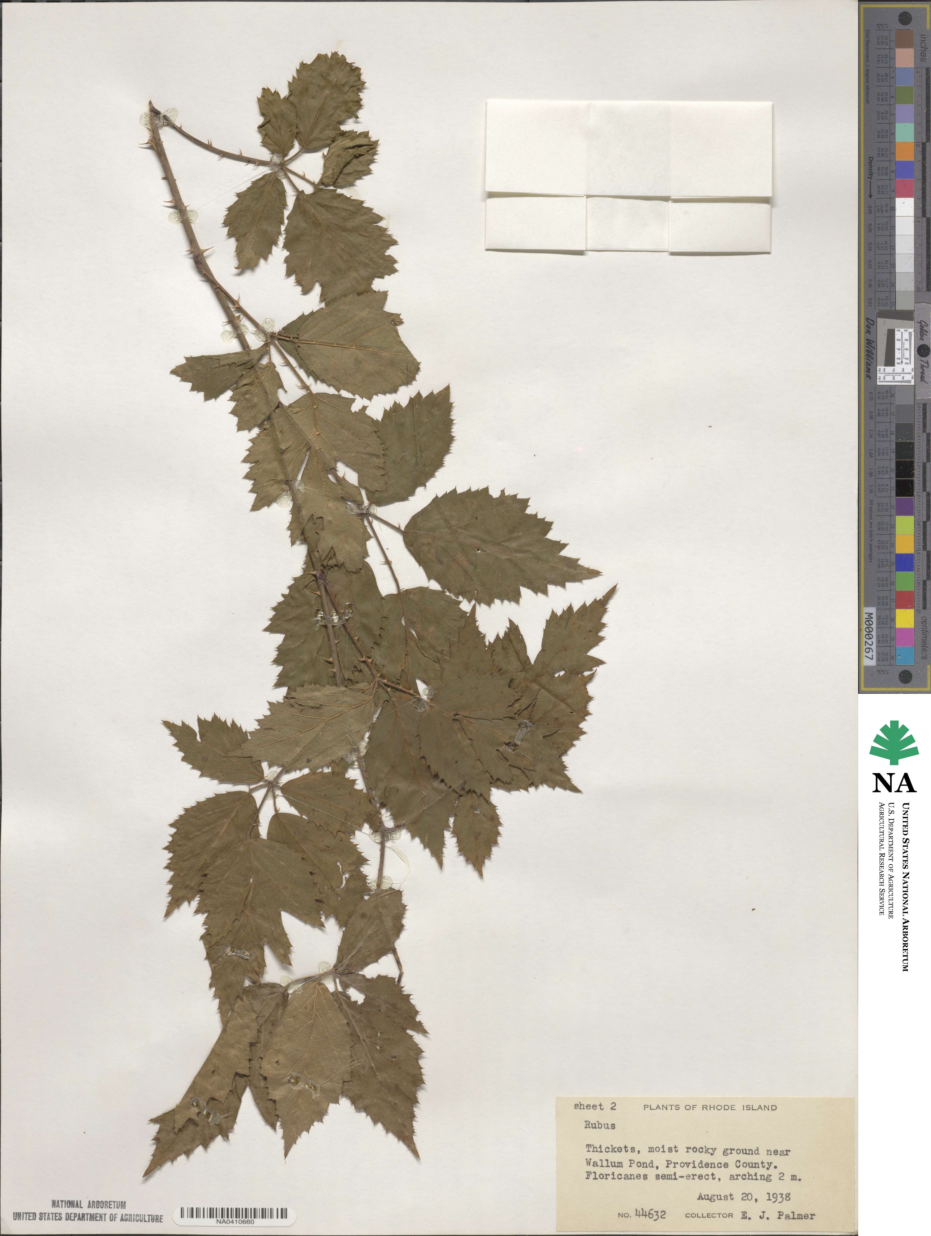 Rubus image