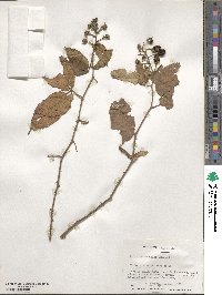 Rubus adenotrichos image