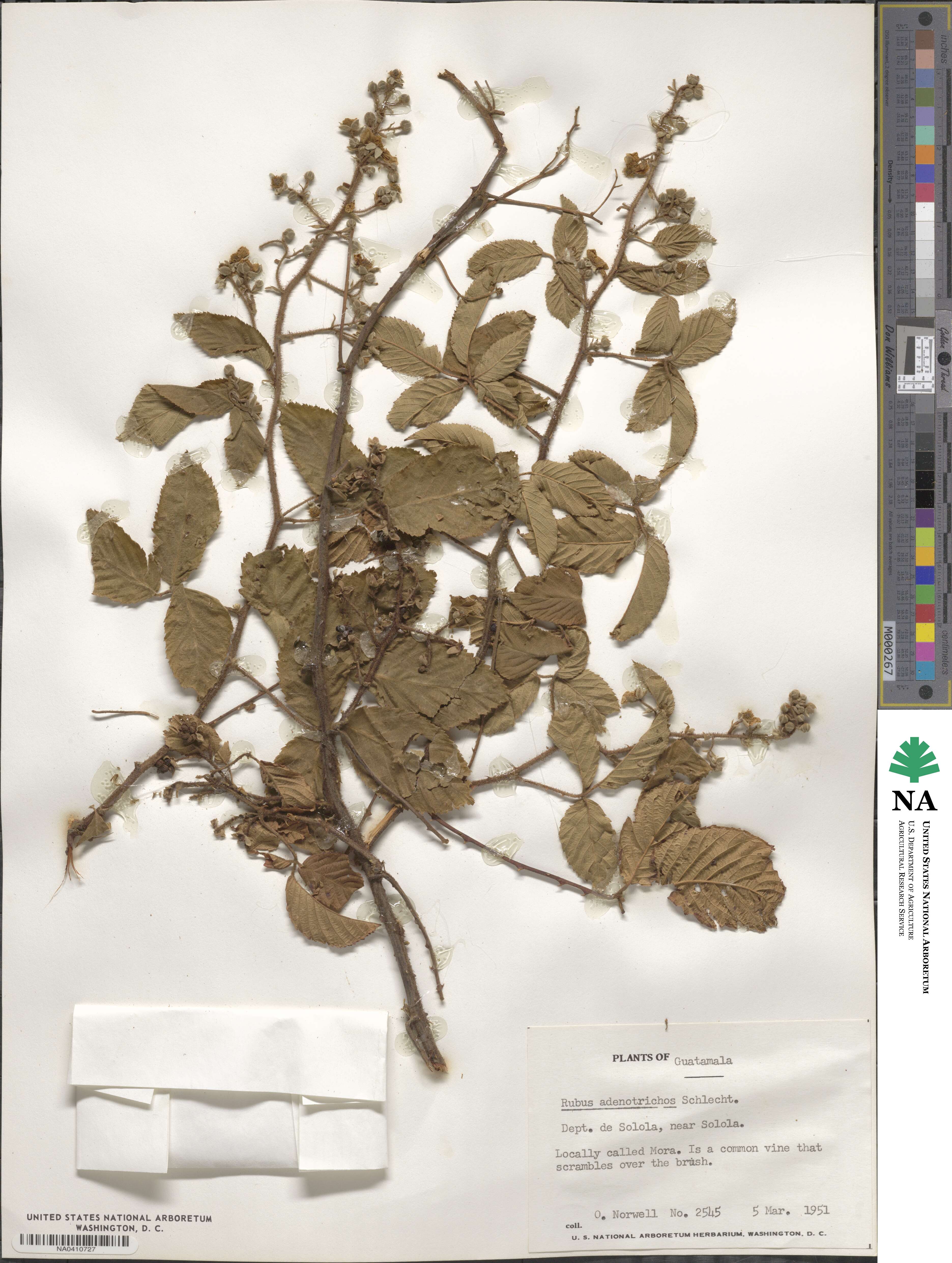 Rubus adenotrichos image