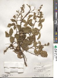 Rubus adenotrichos image