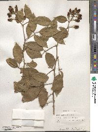 Rubus adenotrichos image