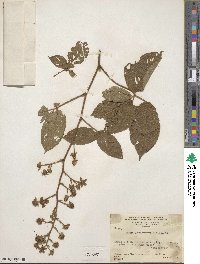 Rubus adenotrichos image