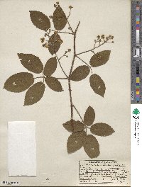 Rubus adenotrichos image