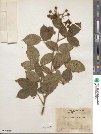 Rubus adenotrichos image