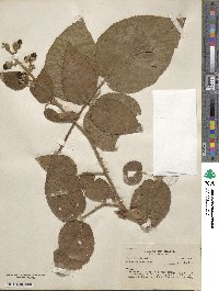 Image of Rubus brasiliensis