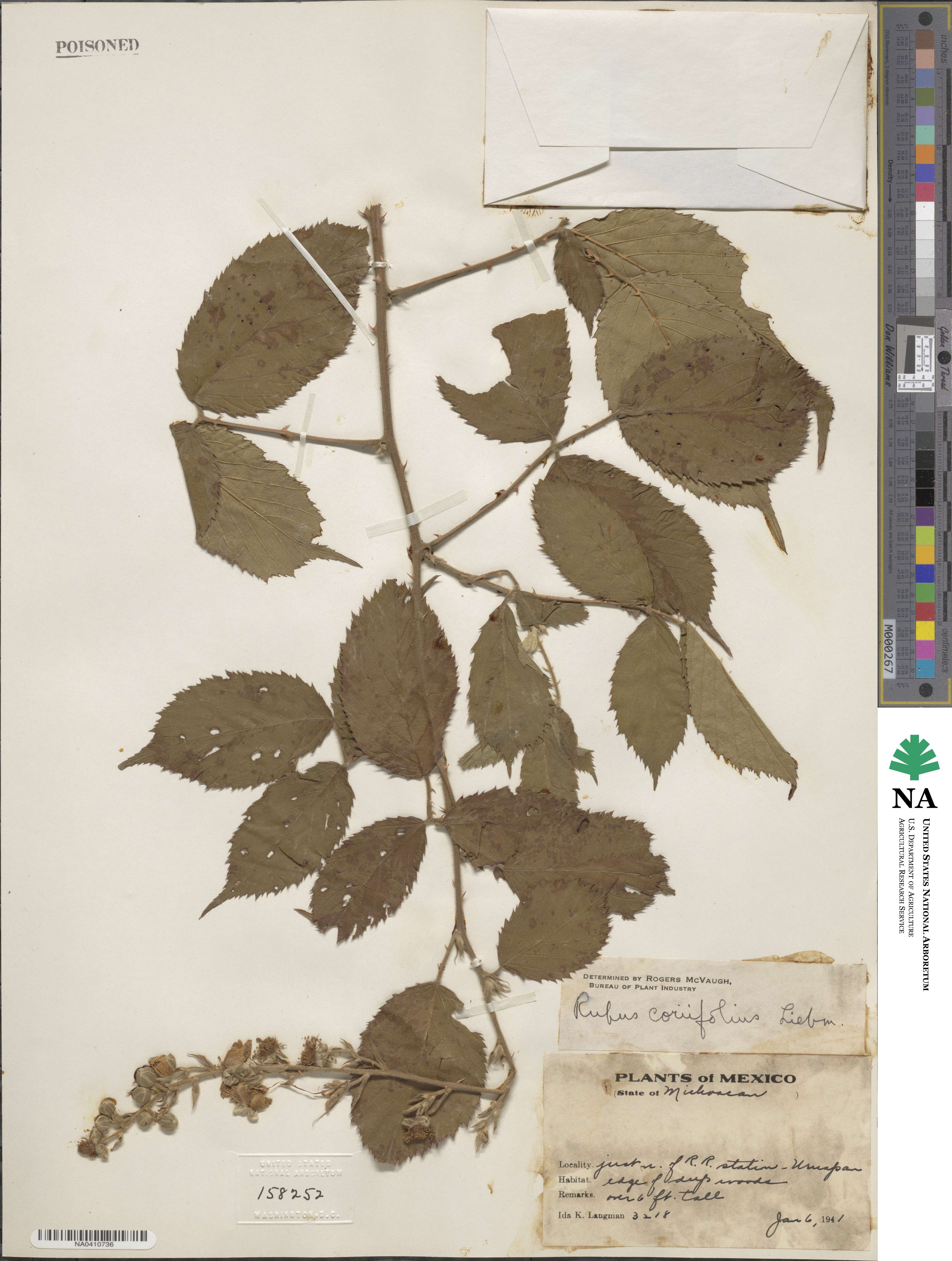 Rubus coriifolius image