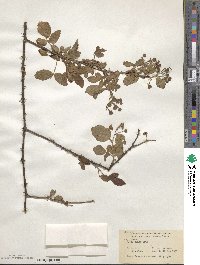 Rubus cuneifolius image