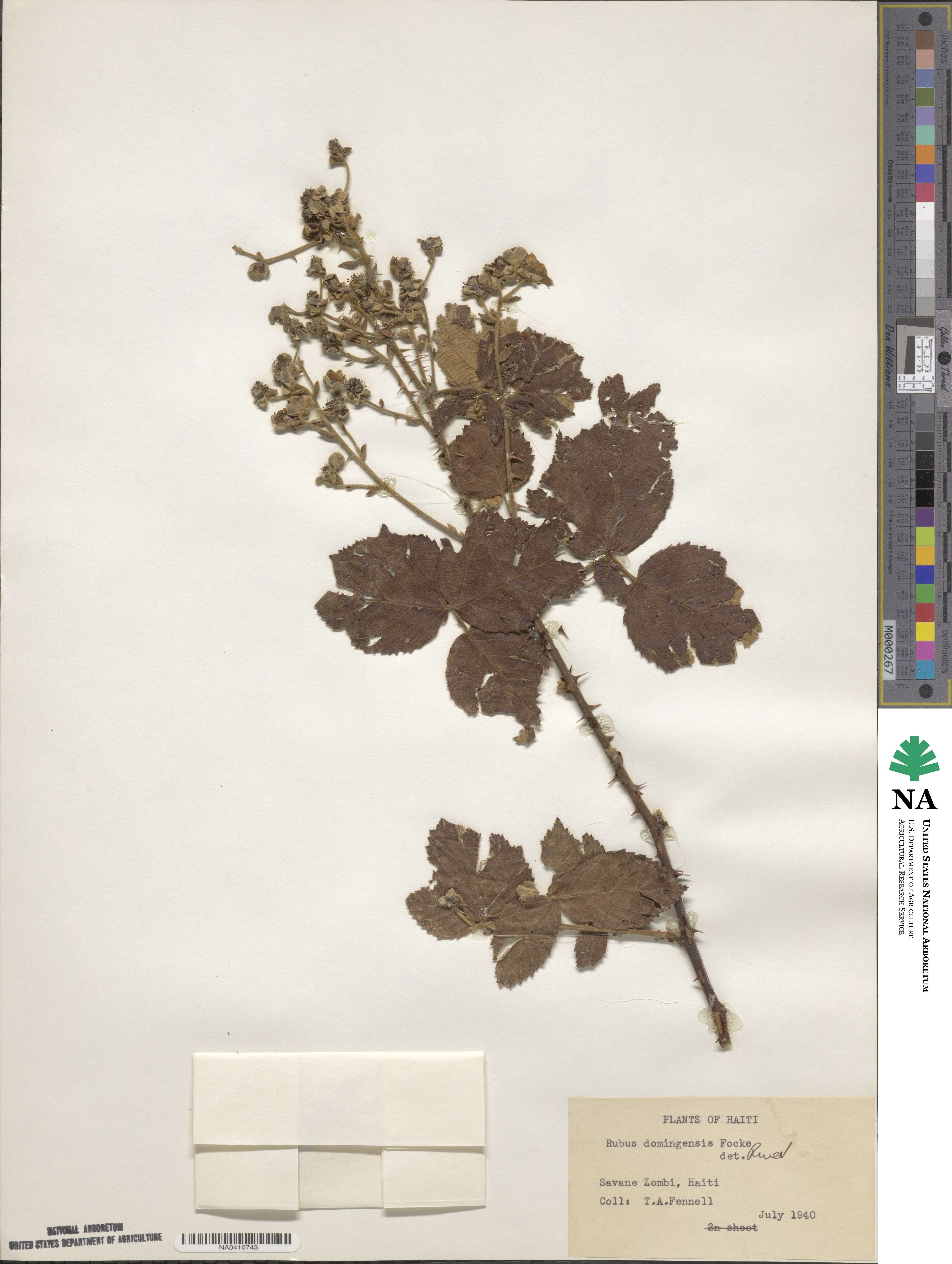 Rubus domingensis image