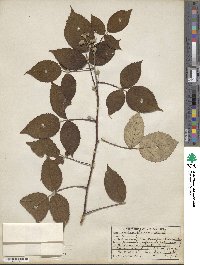 Rubus glaucus image