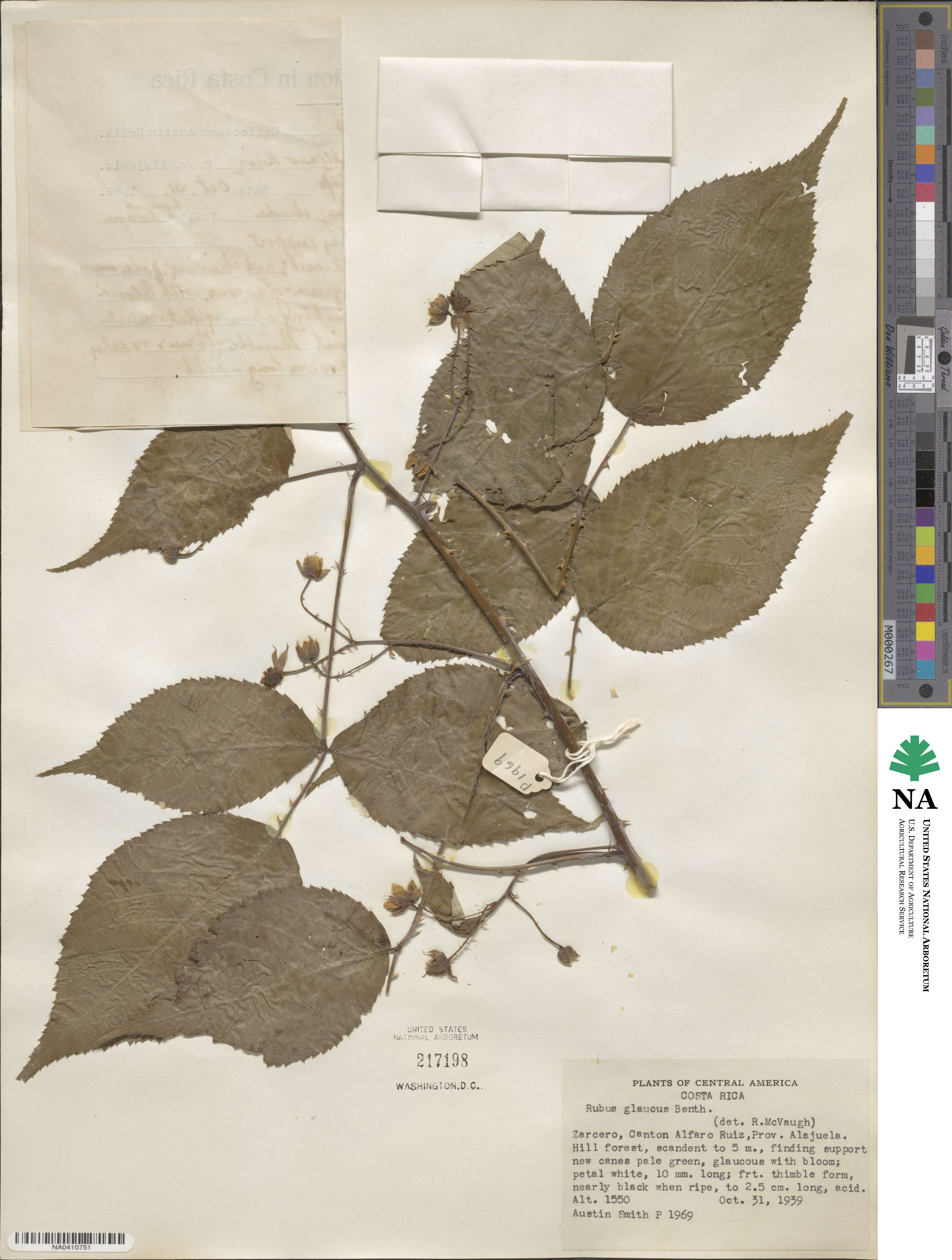 Rubus glaucus image