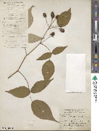 Rubus glaucus image