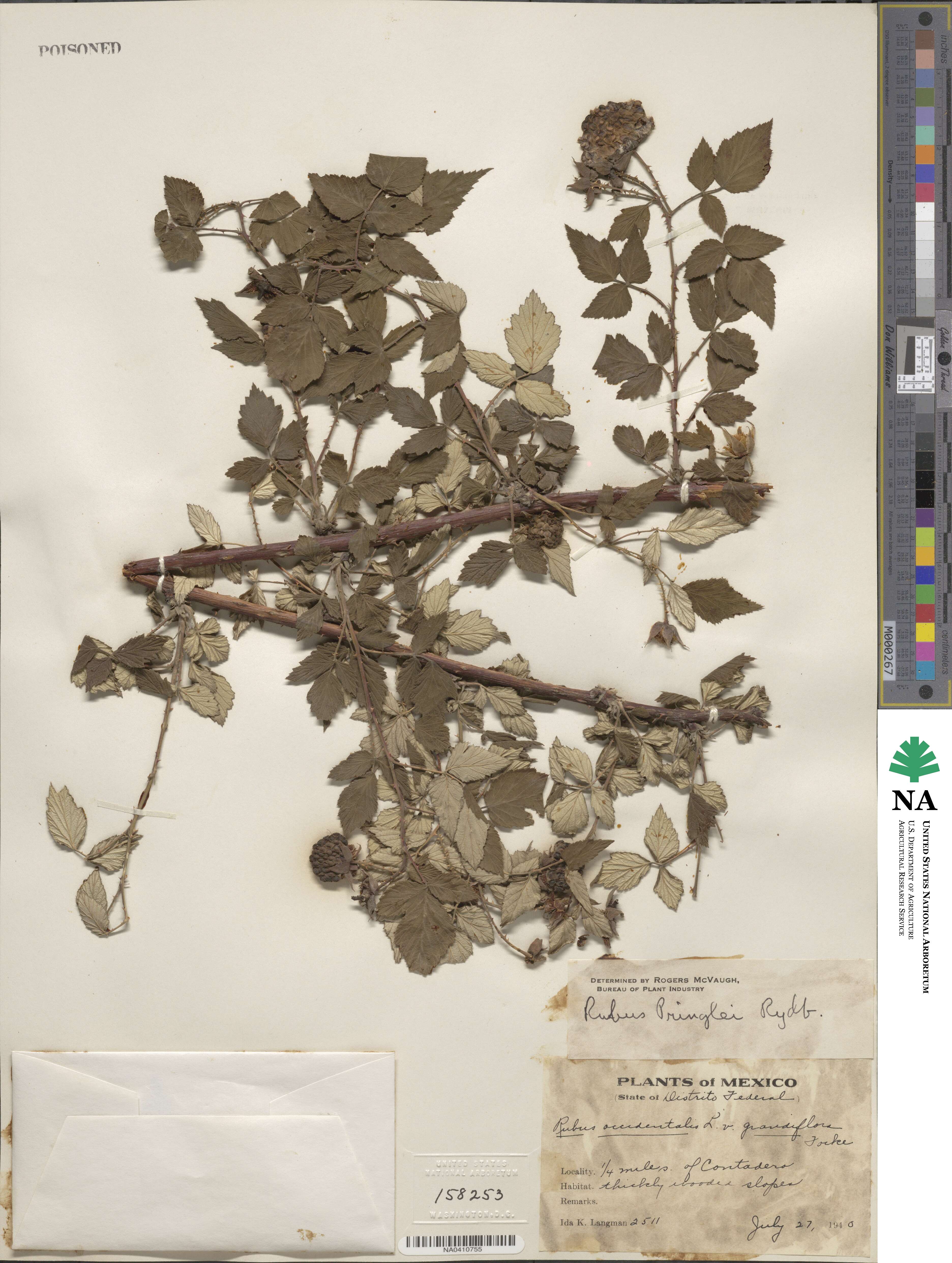 Rubus pringlei image