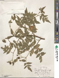 Rubus rosifolius image